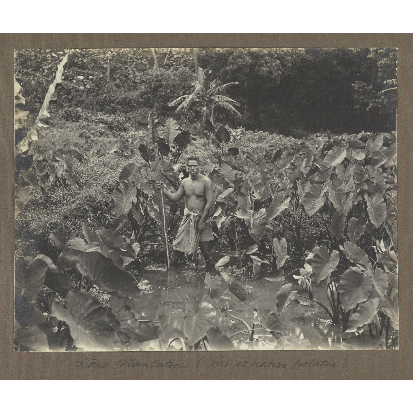 Taro plantation