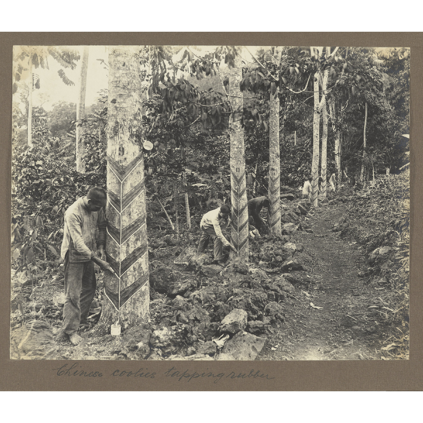 Chinese workers tapping rubber