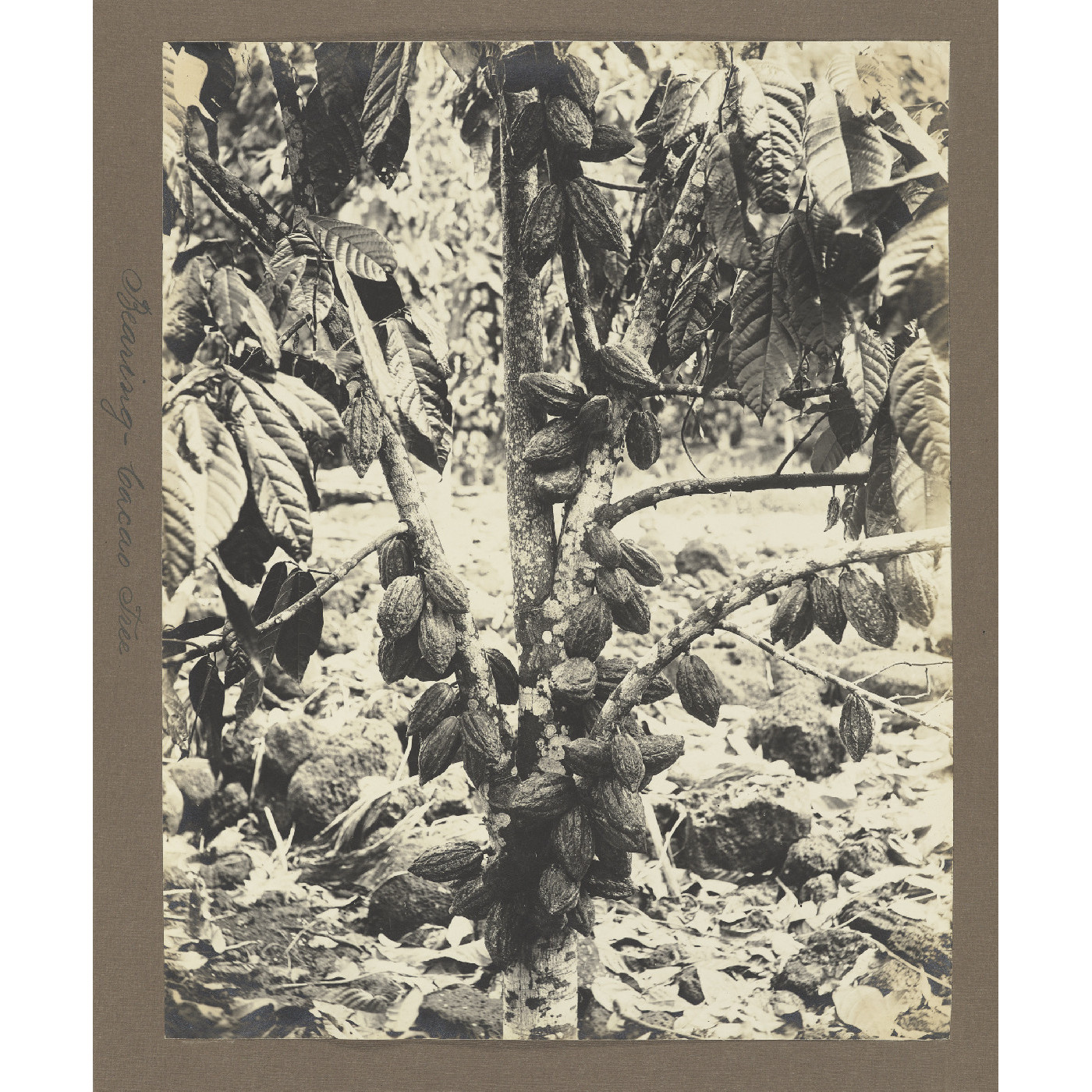 Bearing cocoa tree