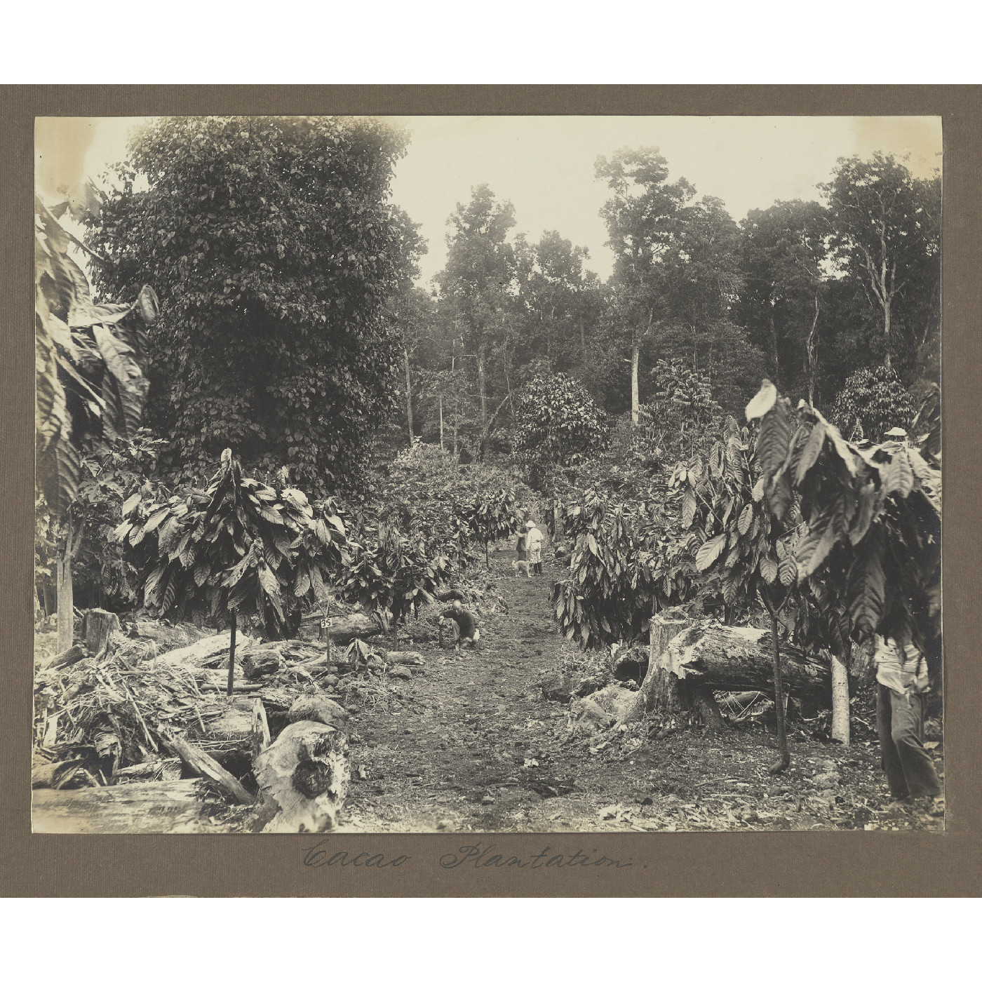 Cocoa plantation
