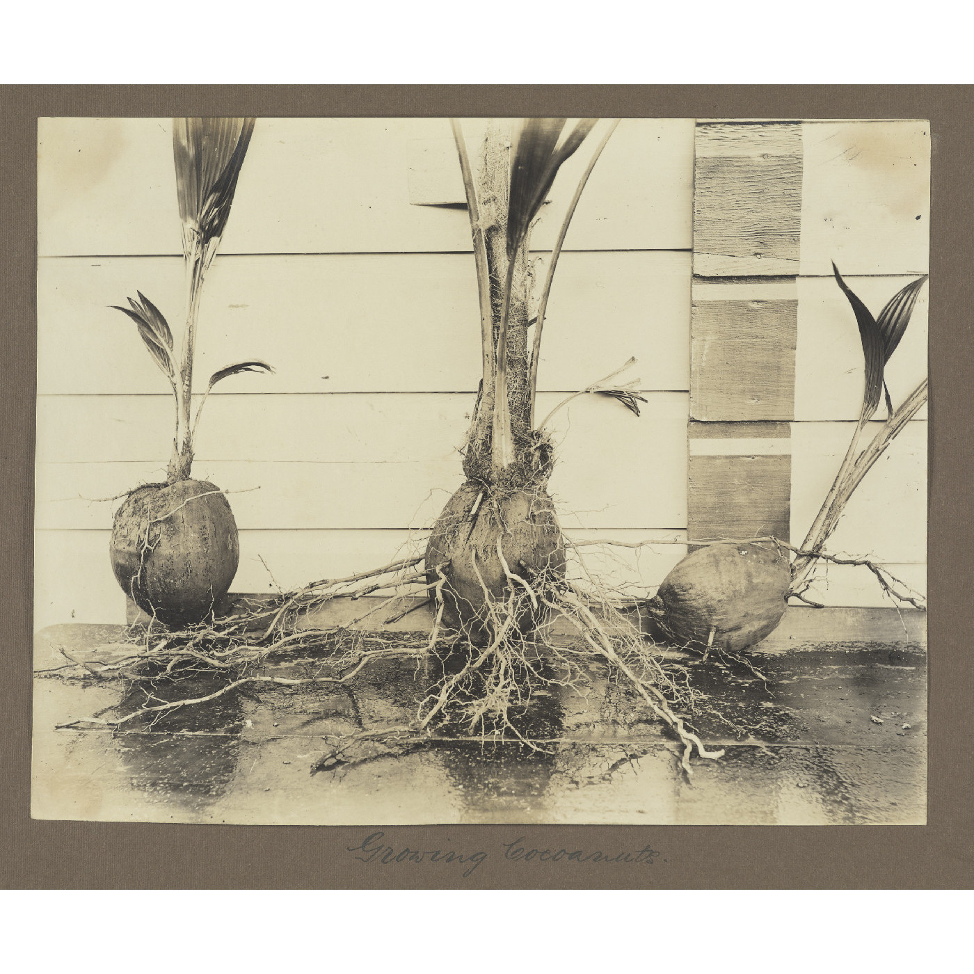 Growing coconuts