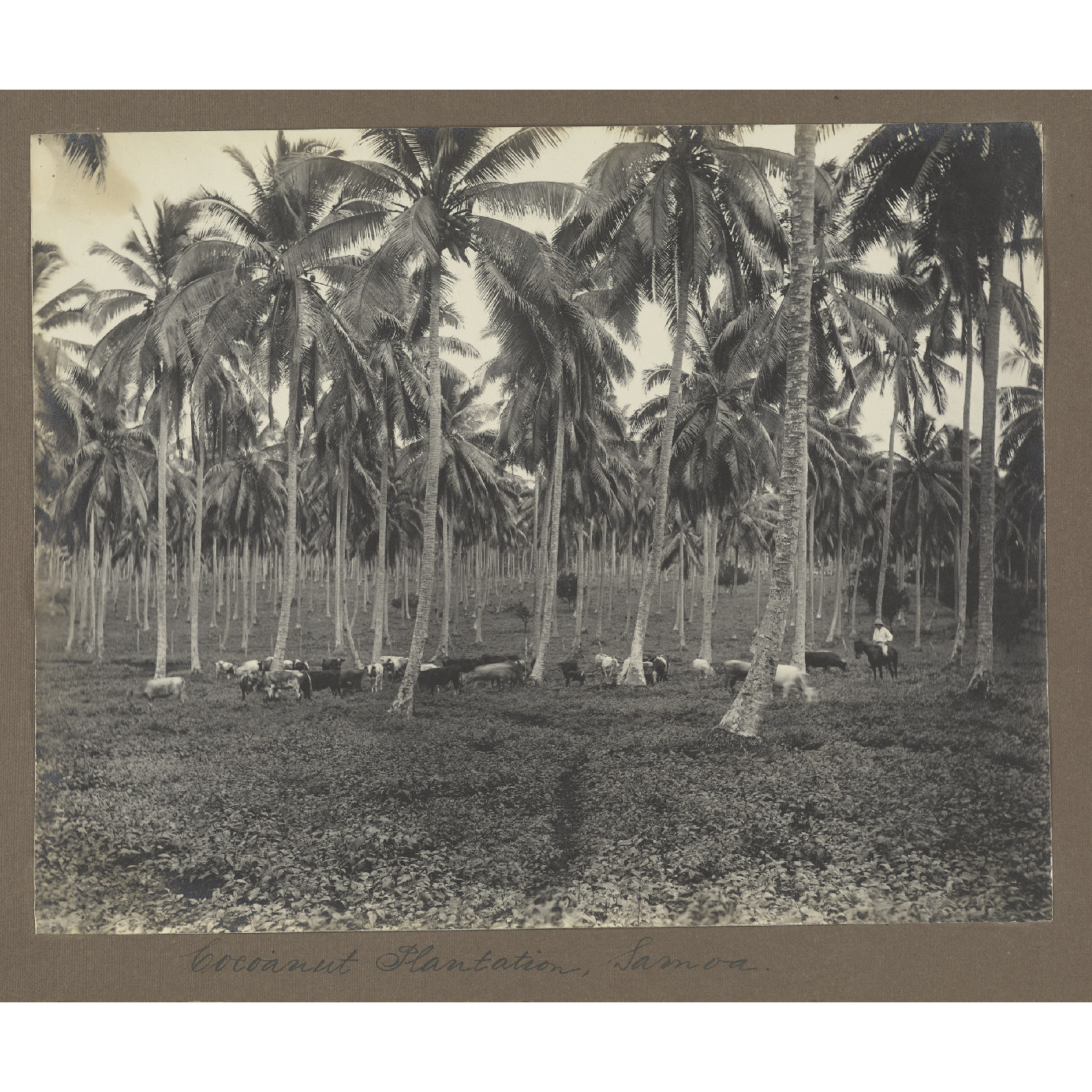 Coconut plantation, Samoa