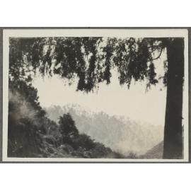 View of The Remarkables through trees