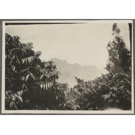 View of The Remarkables through trees