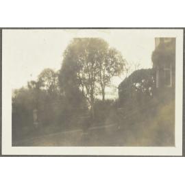 Large tree with part of a house