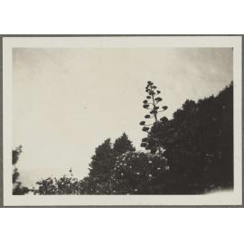 Looking up at large tree