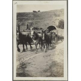 Clydesdale horses and carriage