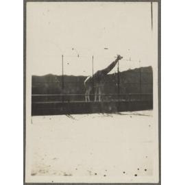 Giraffe in enclosure