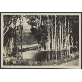 Lake, looking through trees