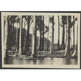 Lake, looking through trees