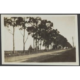 Metal road lined with trees
