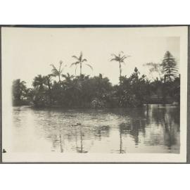 Palm trees and shrubs beside lake