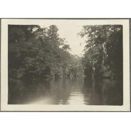 River surrounded by shrubs and trees