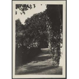 Path surrounded by bushes