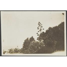 Looking up towards a large tree