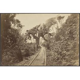 Tramway between Greymouth and Kumara