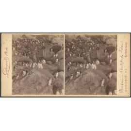 Penguins, Antipodes Island