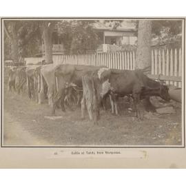 Cattle at Tahiti, from Marquesas