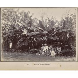 Banana Trees at Aitutaki