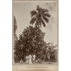 Bread-fuit and Cocoanut Trees, Rarotonga
