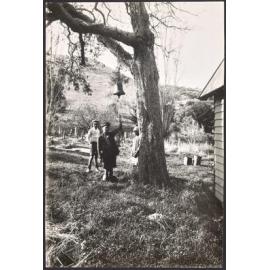 The Church Bell on the Old Ribbonwood Tree, Rapaki, Port Cooper