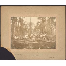 Logging, Tarakopa