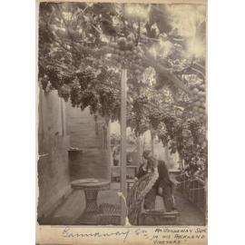 Mr. Gannaway Snr. In his Auckland "vineyard"