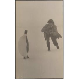 Emperor penguin standing near man