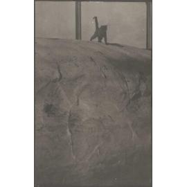 Cat on whale carcass