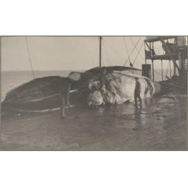 Partially processed whale carcass