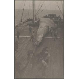 Whale carcass being winched on deck