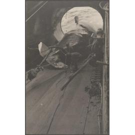 Whalers helping to hoist whale carcass on board ship
