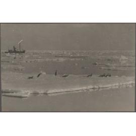 Emperor penguins on ice