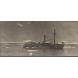 Whale-catcher towing a whale carcass