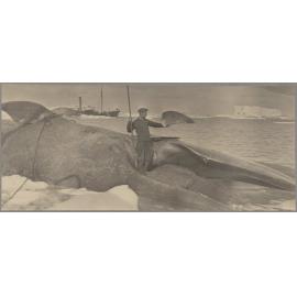 Rosshavet whaler standing atop a whale carcass