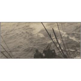 Harpooned whale towing whale-catcher