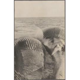 Two floating whale carcasses
