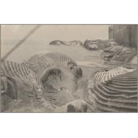 Several floating whale carcasses