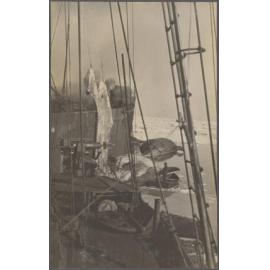 Whaling ships and whale carcasses
