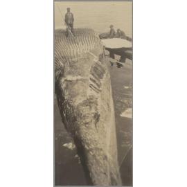 Three crew members beside a partiallyprocessed whale carcass