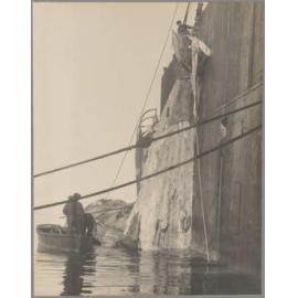 Whalers hoisting a partially processed carcass on board a ship