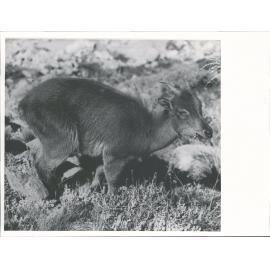 Mount Cook National Park {Chamois]