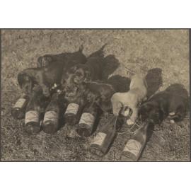 Puppies and Thomsons lemonade bottles