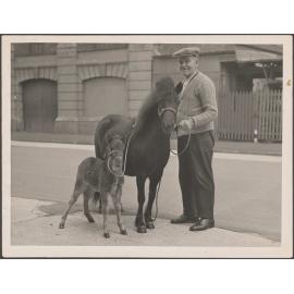 Man standing on street alongside a pony and a foal