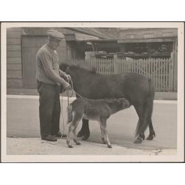 Man standing on street with a pony and a foal