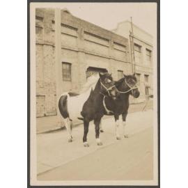Two ponies outside Thomsons premises 