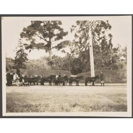 Thomsons Lemonade pony-drawn wagon on King Street, near an entrance gate of Dunedin Botanic Garden