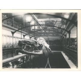 Interior, Museum, Dunedin