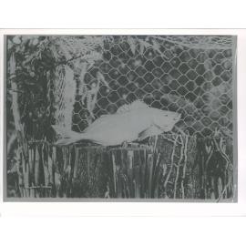 "Trumpeter which some fish had bitten hard"