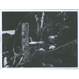 "On Pigeon Island, March 1902"